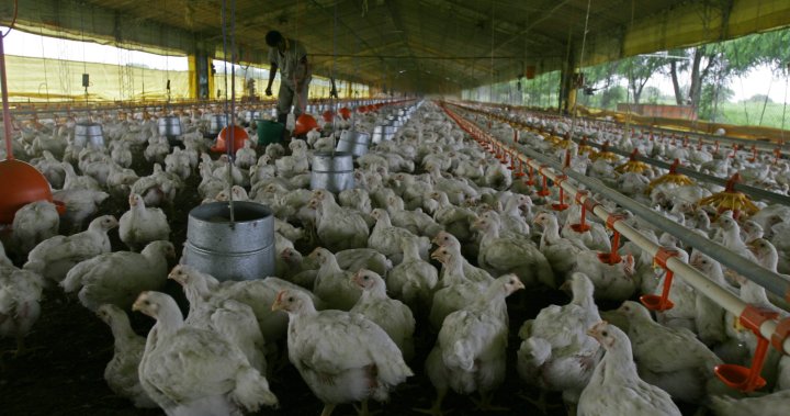Deadly bird flu strain spreads in South America. What’s the risk to humans? - National