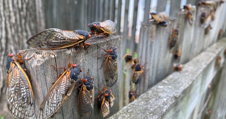 Billions of cicadas emerging amid rare double brood. Will Canadians get to see? - National