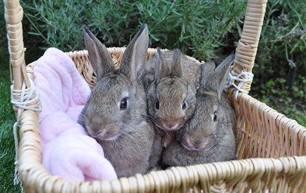 Pet rabbits being abandoned, says Okanagan animal care organization - Okanagan