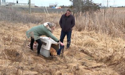 Fox saved at Sandy Pines Wildlife Centre in Napanee, Ont., released into wild - Kingston