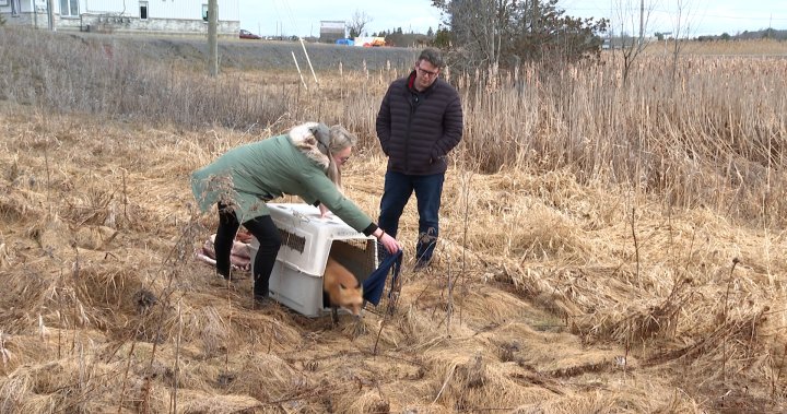 Fox saved at Sandy Pines Wildlife Centre in Napanee, Ont., released into wild - Kingston