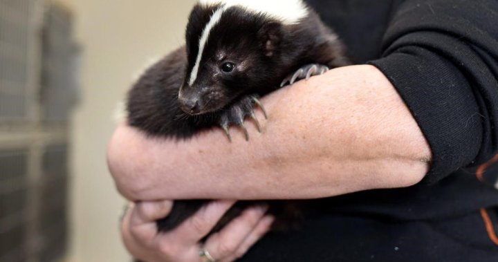 Alberta city hires trapper for free skunk removal