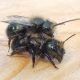 Borrow a bee colony? West Vancouver library loans out pollinators - BC