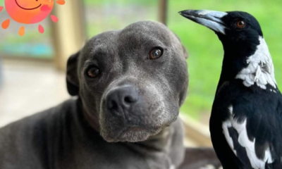 Molly the magpie: Famous bird separated from dog best friend, sparking petition - National