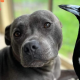 Molly the magpie: Famous bird separated from dog best friend, sparking petition - National