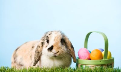 What’s open, what’s closed in Halifax for the Easter long weekend - Halifax