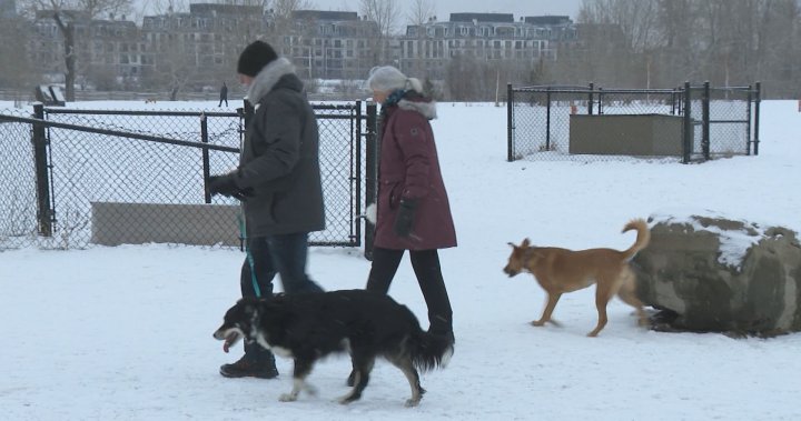 Cost of dog ownership up 23% since 2021: HelloSafe Canada