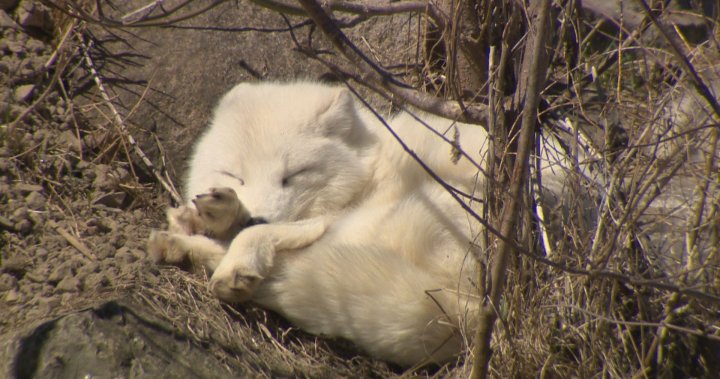 Hundreds of families flock to Montreal’s Ecomuseum Zoo for annual Easter tradition - Montreal
