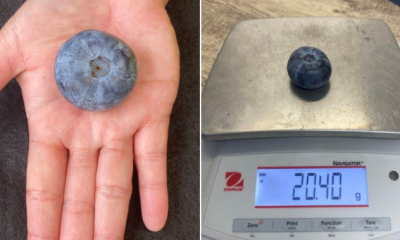 Berry, berry big: Massive Australian blueberry shatters world record - National