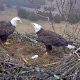 Bald eagles with eggs at their nest at the National Conservation Training Center in West Virginia