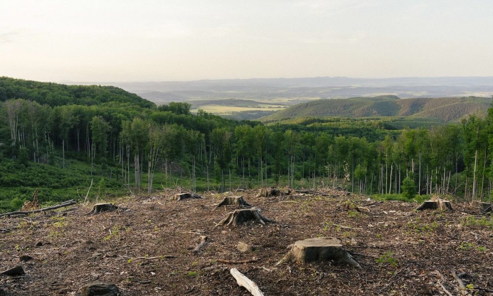 Aerial view of destruction in the Carpathian forests in Hungary