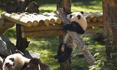 Family of giant pandas return to China from Spain