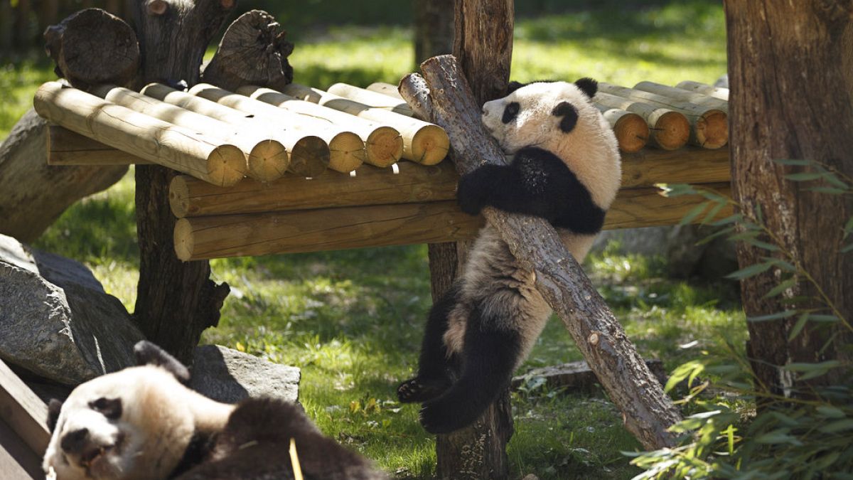 Family of giant pandas return to China from Spain