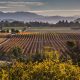 Aerial view of vineyards in Santa Barbara County's wine country in Solvang, California