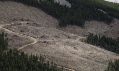 Environmental groups call to expand review of forestry emissions - National