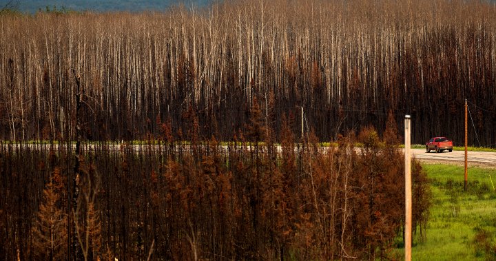 Canada wildfires drove global tree cover loss in 2023. By how much? - National