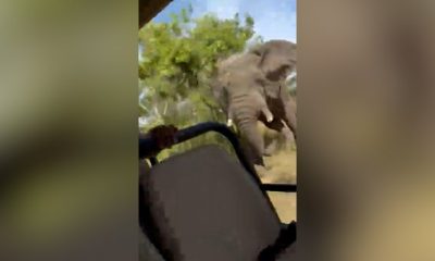 Charging elephant kills 79-year-old American tourist on Zambian safari - National