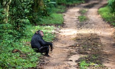 An adult chimpanzee at the roadside of the rainforest of Kibale National Park in western Uganda