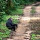 An adult chimpanzee at the roadside of the rainforest of Kibale National Park in western Uganda