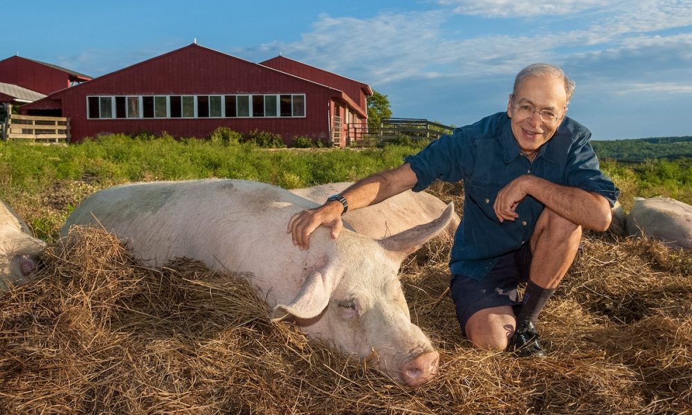 Peter Singer with a pig at Farm Sanctuary in Watkins Glen, New York