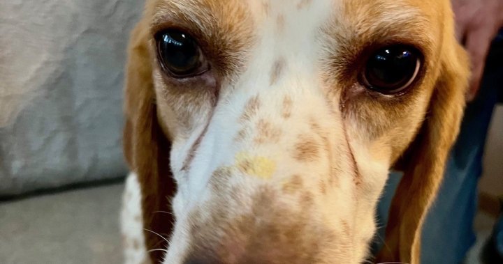 After release from U.S. research facilities, rescue beagles head to new Okanagan homes