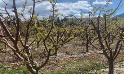 Extent of damage to Okanagan cherry buds revealed as blossom season arrives - Okanagan