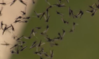 What are midges and why are they swarming Toronto’s lakeside region - Toronto