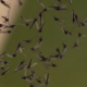 What are midges and why are they swarming Toronto’s lakeside region - Toronto
