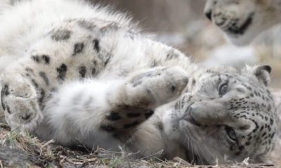 ‘Love at first sight’: Snow leopard at Toronto Zoo pregnant for 1st time
