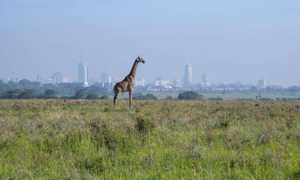 A Masai giraffe on grasslands in Nairobi National Park, Kenya with the city in the background