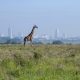 A Masai giraffe on grasslands in Nairobi National Park, Kenya with the city in the background