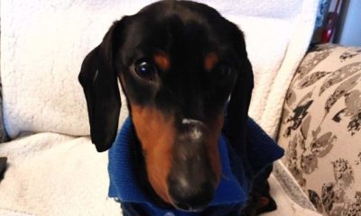 Emaciated dachshund trapped in pet carrier down Kelowna embankment