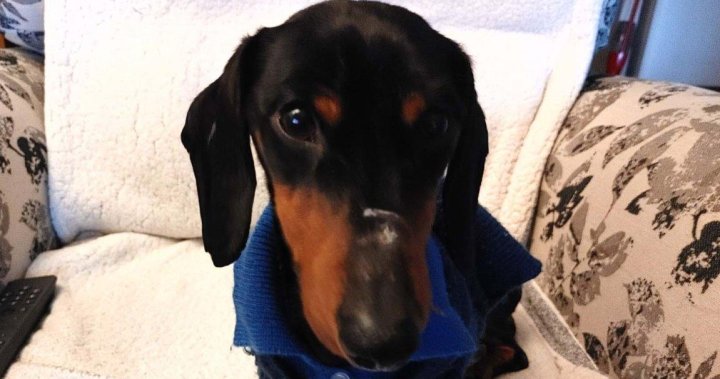 Emaciated dachshund trapped in pet carrier down Kelowna embankment