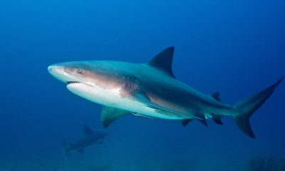 Friends ‘fight off’ shark after it attacks man in Tobago - National