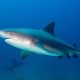 Friends ‘fight off’ shark after it attacks man in Tobago - National