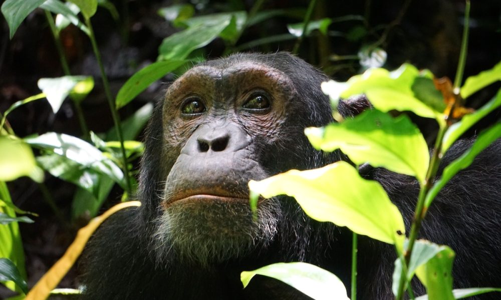An Eastern chimpanzee