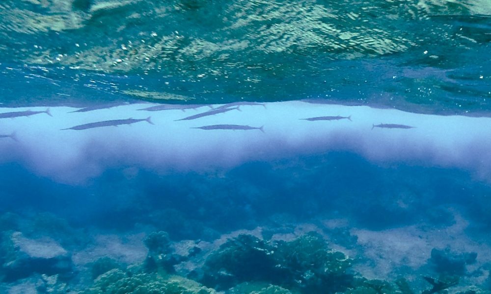 Redfin needlefish hiding under the sea surface near Curaçao