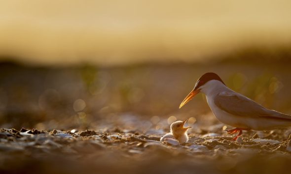 A tiny least tern chick calls out to its parent as it glows on the sandy and shell-covered beach in early morning sunlight