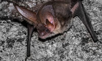 A grey long-eared bat (Plecotus austriacus), one of the species that the study investigated