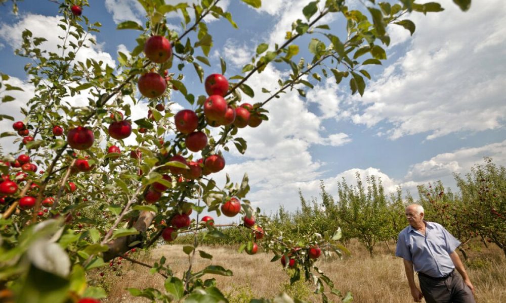 Europe's fruit farmers worry as unseasonal frosts threaten harvests