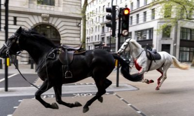 Four injured after military horses break loose, stampede in London, U.K. - National