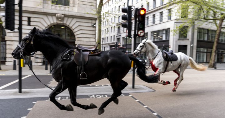 Four injured after military horses break loose, stampede in London, U.K. - National