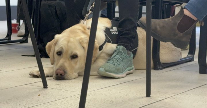 Graduating guide dogs lead the way for visually impaired pet owners in Halifax - Halifax