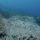 New video footage shows that bleached corals on the southern part of the Great Barrier Reef extend to greater depths than has been reported during the current mass bleaching event