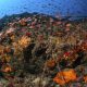 A biodiverse coral reef in Greece's Ionian Sea