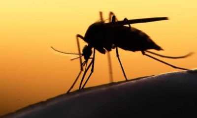 Malaria prevalence in Edo 30% - Govt