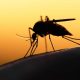 Malaria prevalence in Edo 30% - Govt
