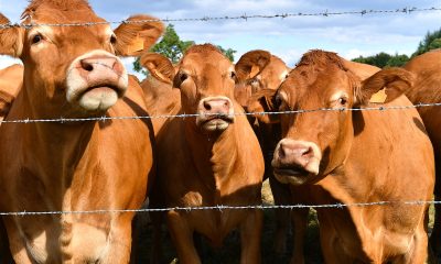 A herd of cows raised for beef in the Limousin region of Central France