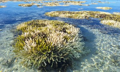 Coral bleaching at low tide on Heron Island in the southern Great Barrier Reef, Australia