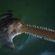 A smallltooth sawfish surfaces with a fishing line in the Florida Keys